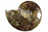 Polished Ammonite (Cleoniceras) Fossil - Madagascar #345550-1